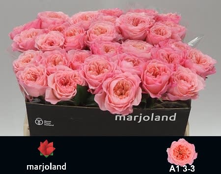 Срезанные цветы оптом Rosa garden mayfield! от 40шт из Голландии с доставкой по России