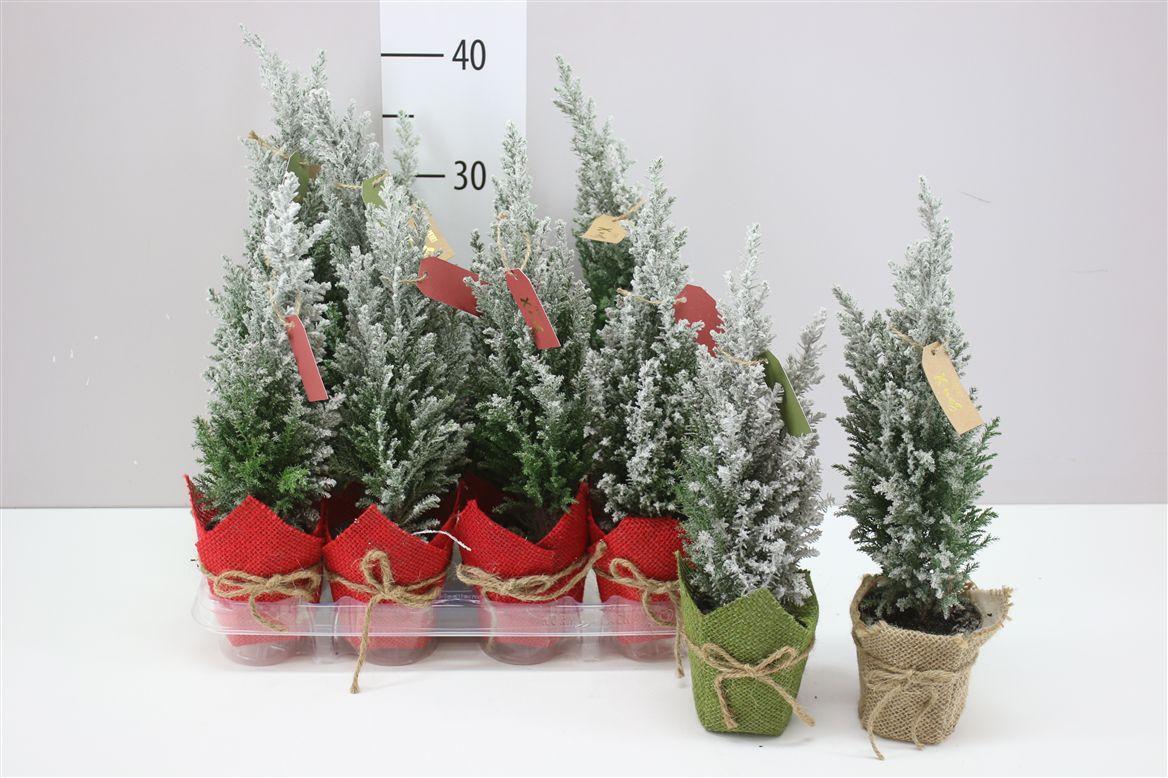 Горшечные цветы и растения оптом Chamaecyparis La Ellwoodii Snow Jute Potcover Rood от 12шт (для телеги) из Голландии с доставкой по России