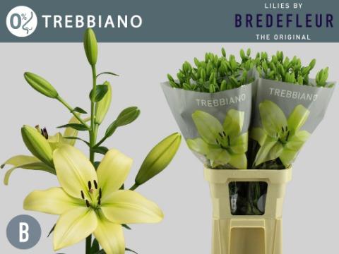 Срезанные цветы оптом Lilium la trebbiano от 80шт. из Голландии с доставкой по России