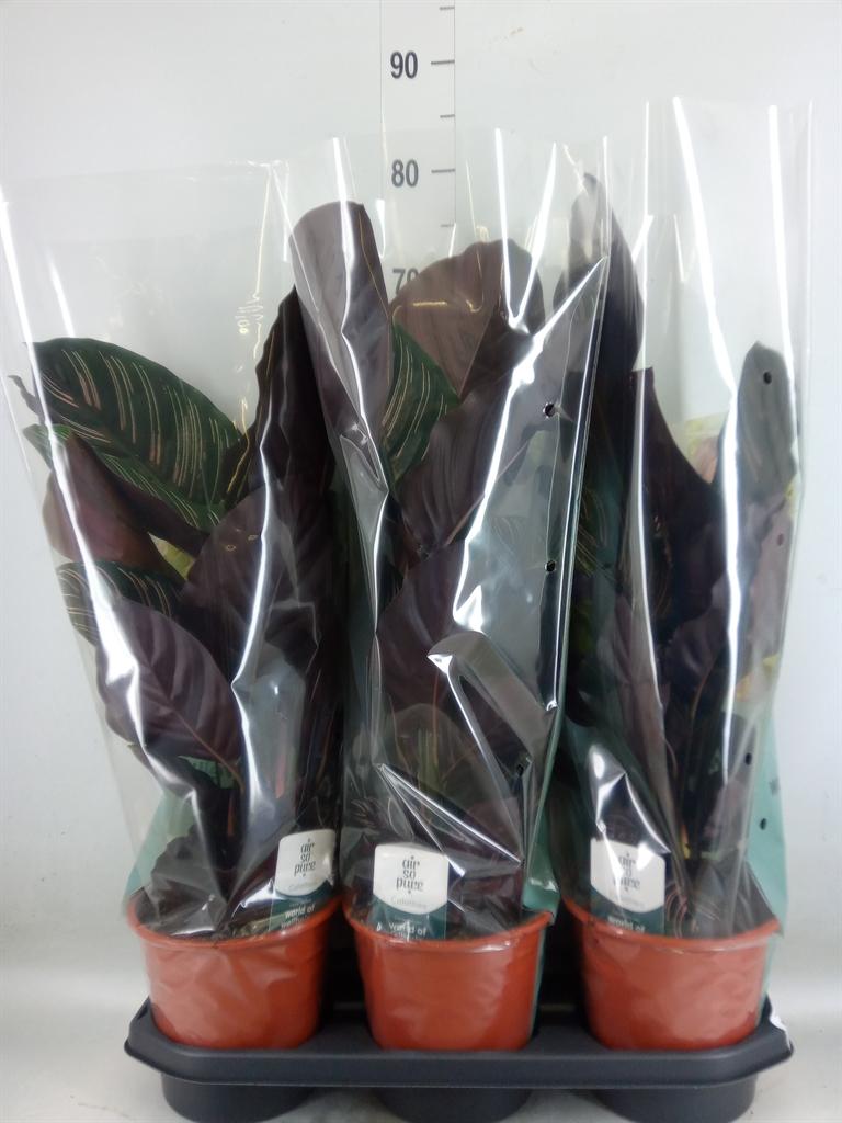 Горшечные цветы и растения оптом Calathea Sanderiana от 3шт из Голландии с доставкой по России