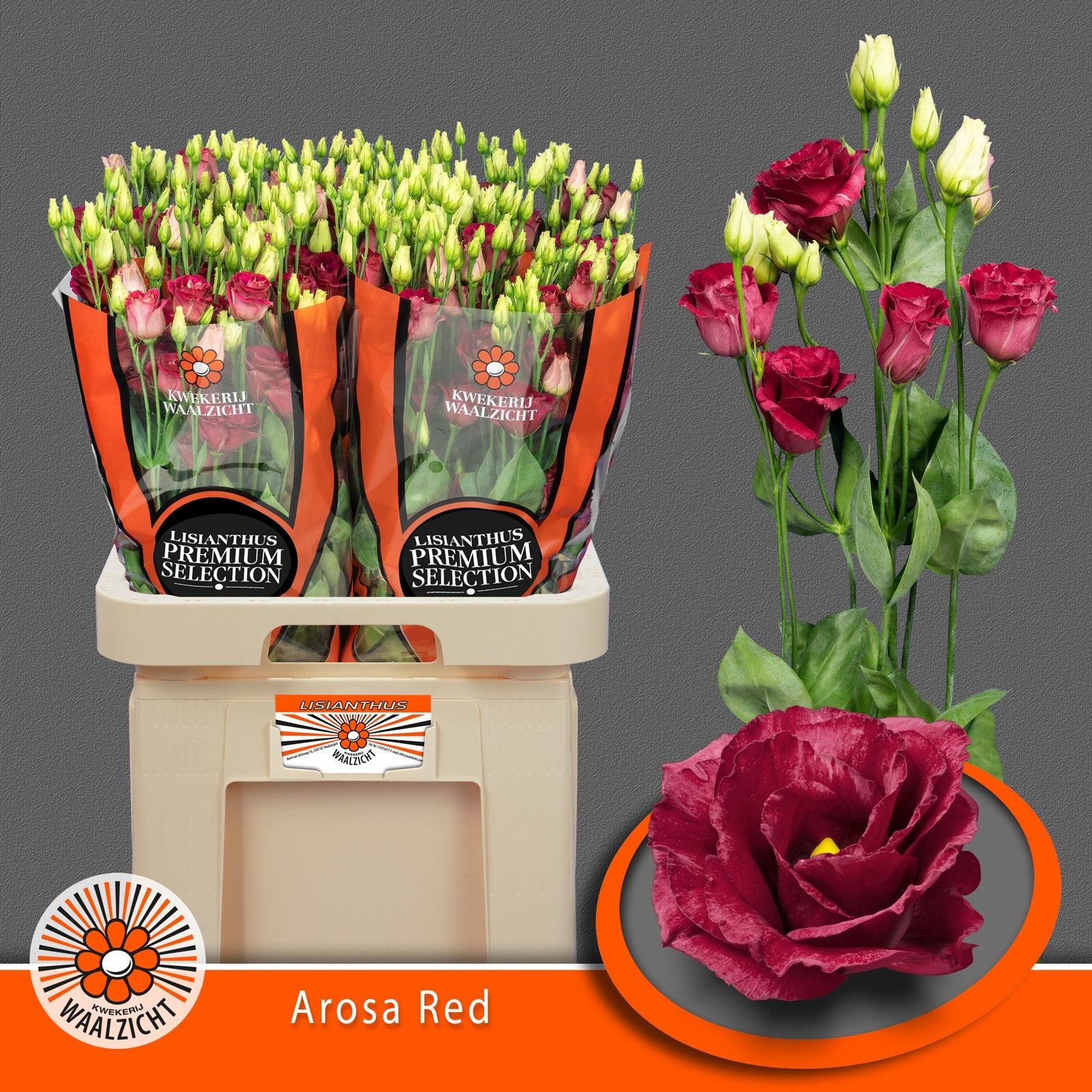 Срезанные цветы оптом Lisianthus do arosa red от 40шт.. из Голландии с доставкой по России