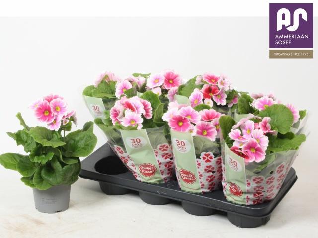 Горшечные цветы и растения оптом Prim Ob Tm Red White от 8шт из Голландии с доставкой по России Горшечные цветы и растения оптом Prim Ob Tm Red White от 8шт из Голландии с доставкой по России