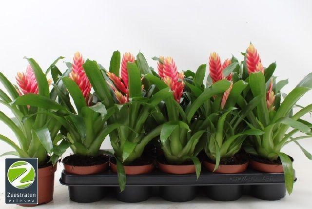 Горшечные цветы и растения оптом Vries Madonna от 10шт из Голландии с доставкой по России