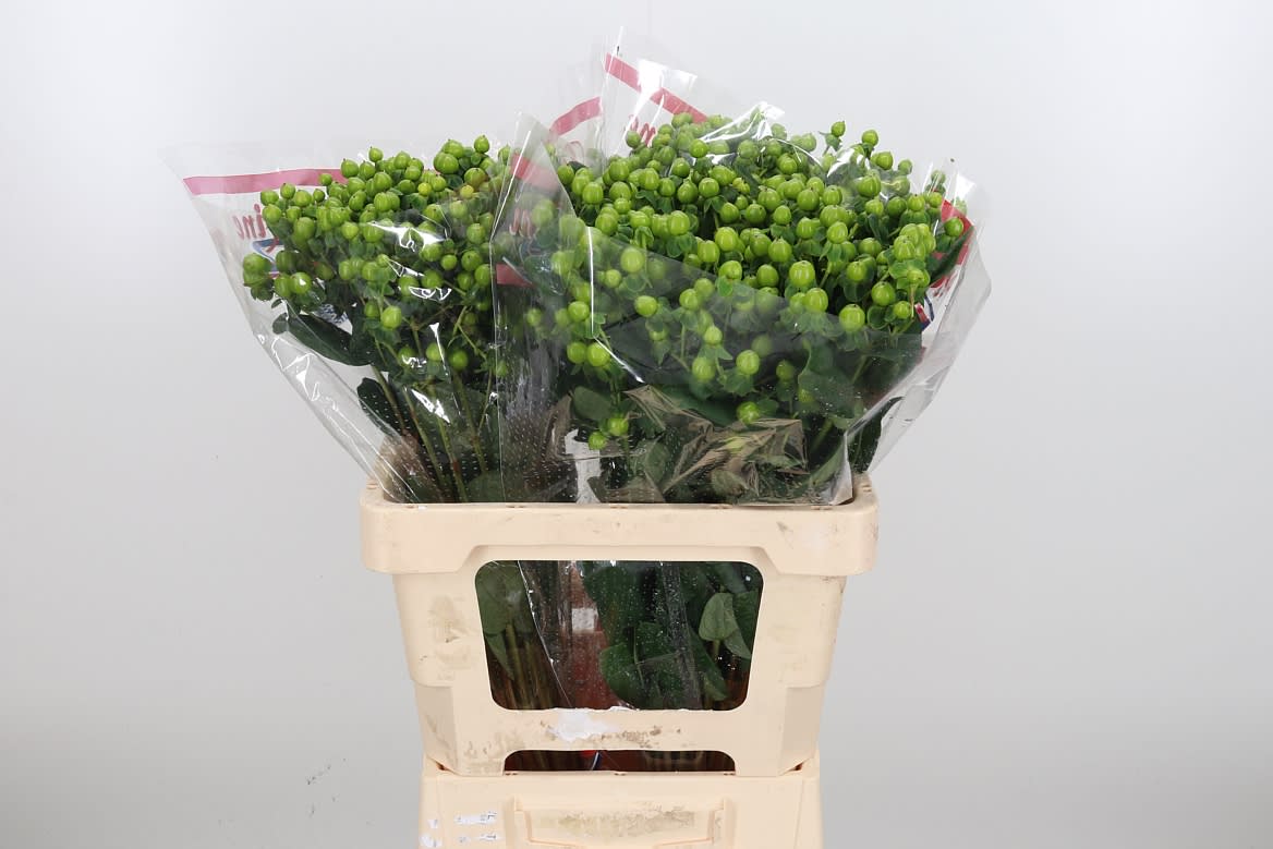 Срезанные цветы оптом Hypericum green tea от 75шт из Голландии с доставкой по России