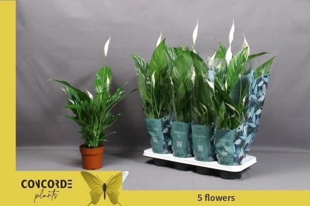 Горшечные цветы и растения оптом Spath Sweet Benito от 8шт из Голландии с доставкой по России