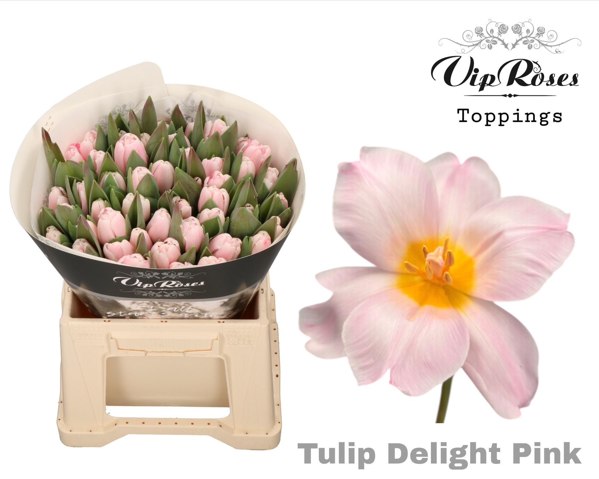 Срезанные цветы оптом Tulipa si paint pink delight от 50шт из Голландии с доставкой по России