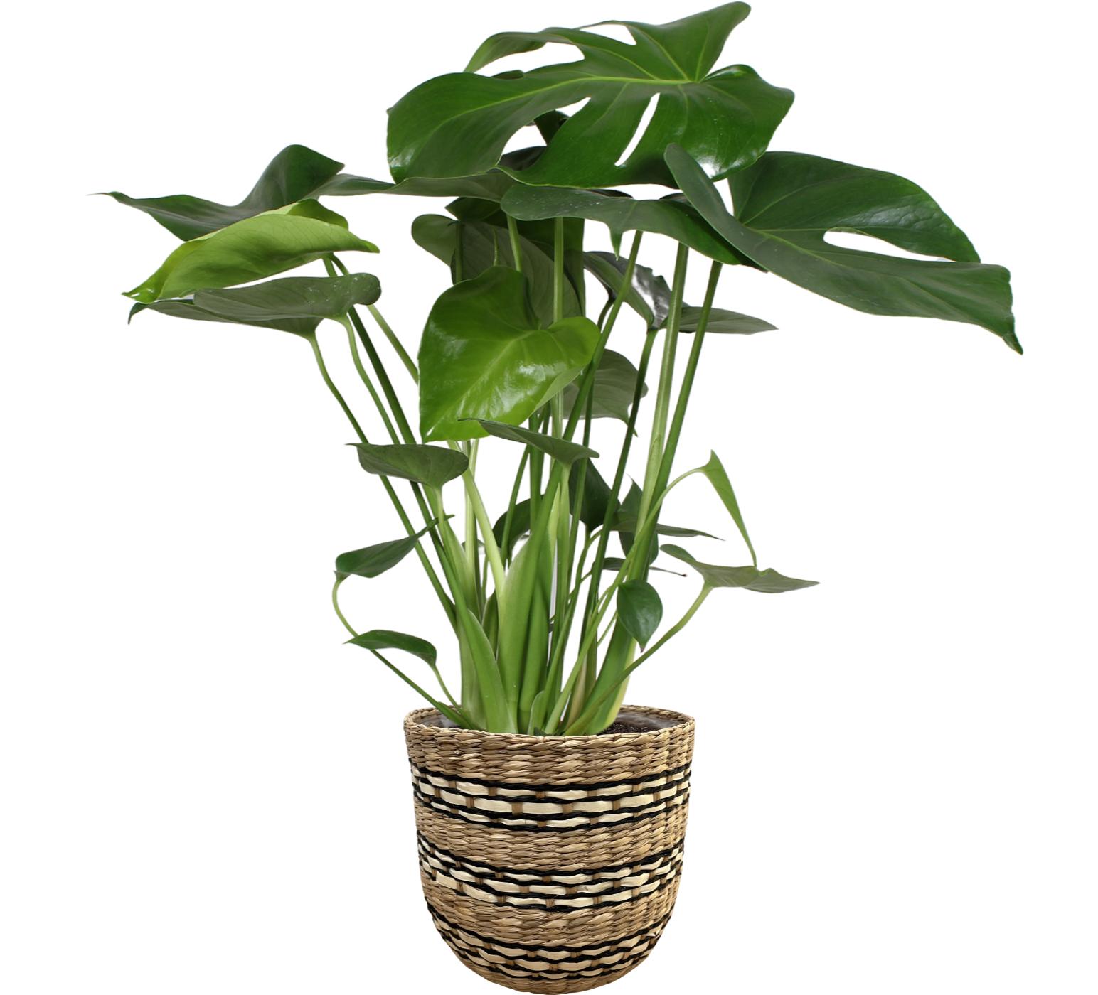 Горшечные цветы и растения оптом Monstera Deliciosa In Nairobi Basket от 3шт из Голландии с доставкой по России