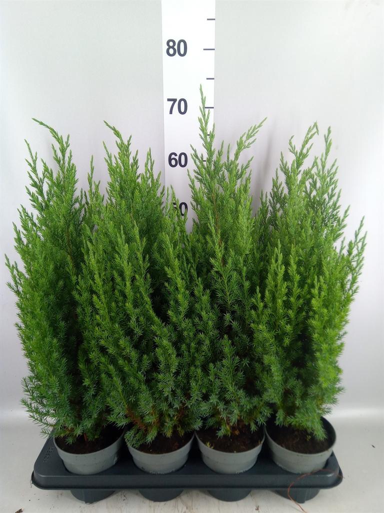 Горшечные цветы и растения оптом Juniperus Chinensis stricta от 8шт из Голландии с доставкой по России