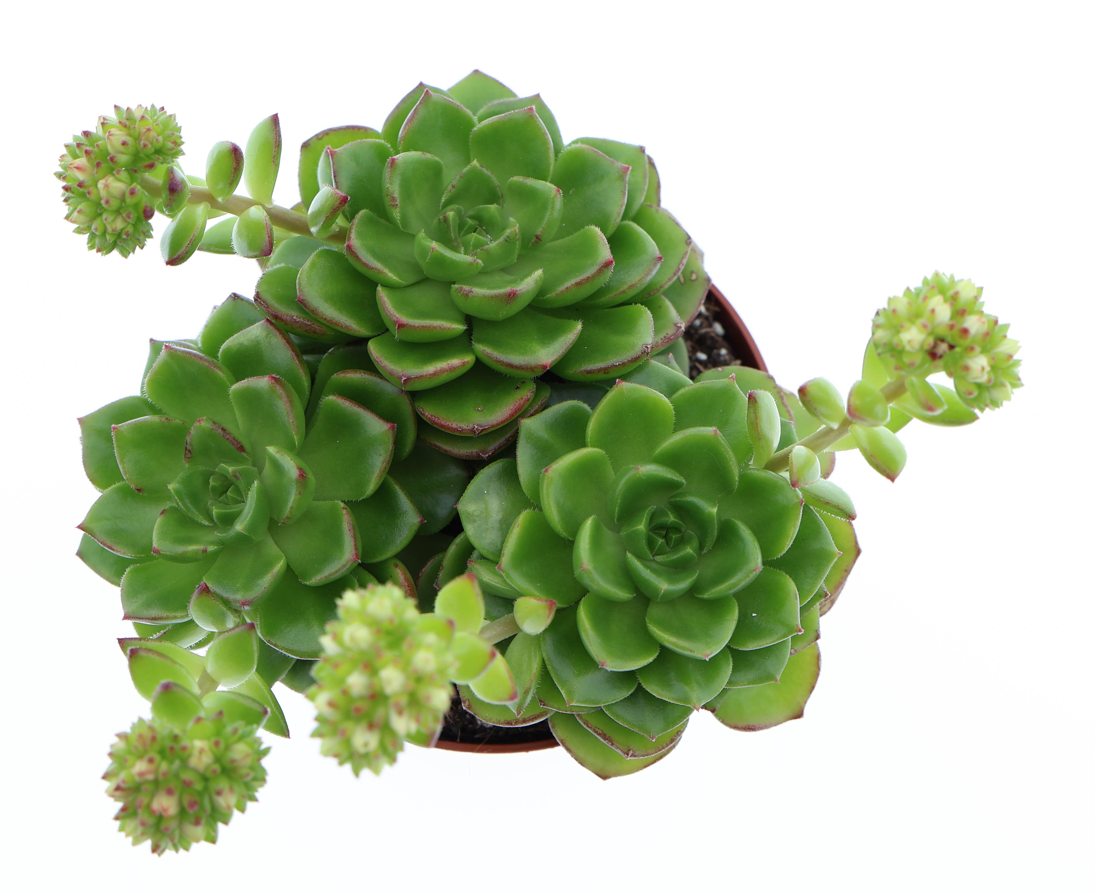 Горшечные цветы и растения оптом Echeveria Multicaulus от 12шт (для телеги) из Голландии с доставкой по России