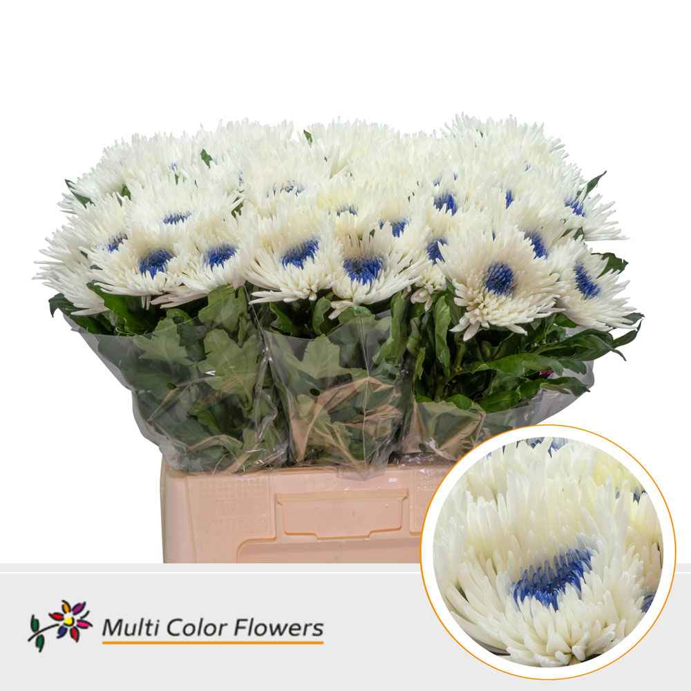 Срезанные цветы оптом Chrys bl paint topspin white-blue eye от 60шт из Голландии с доставкой по России