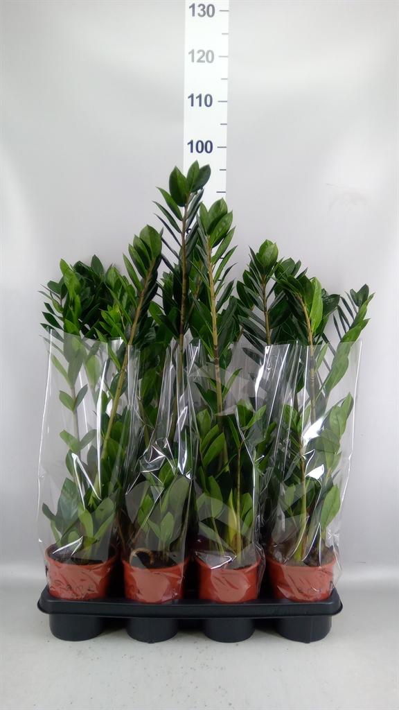 Горшечные цветы и растения оптом Zamioculcas 5+ от 7шт из Голландии с доставкой по России