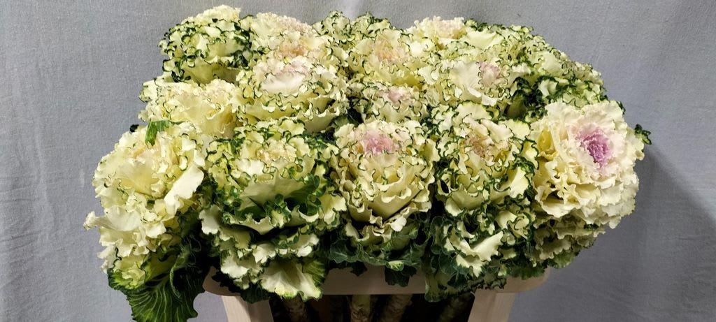 Срезанные цветы оптом Brassica white lady от 20шт из Голландии с доставкой по России