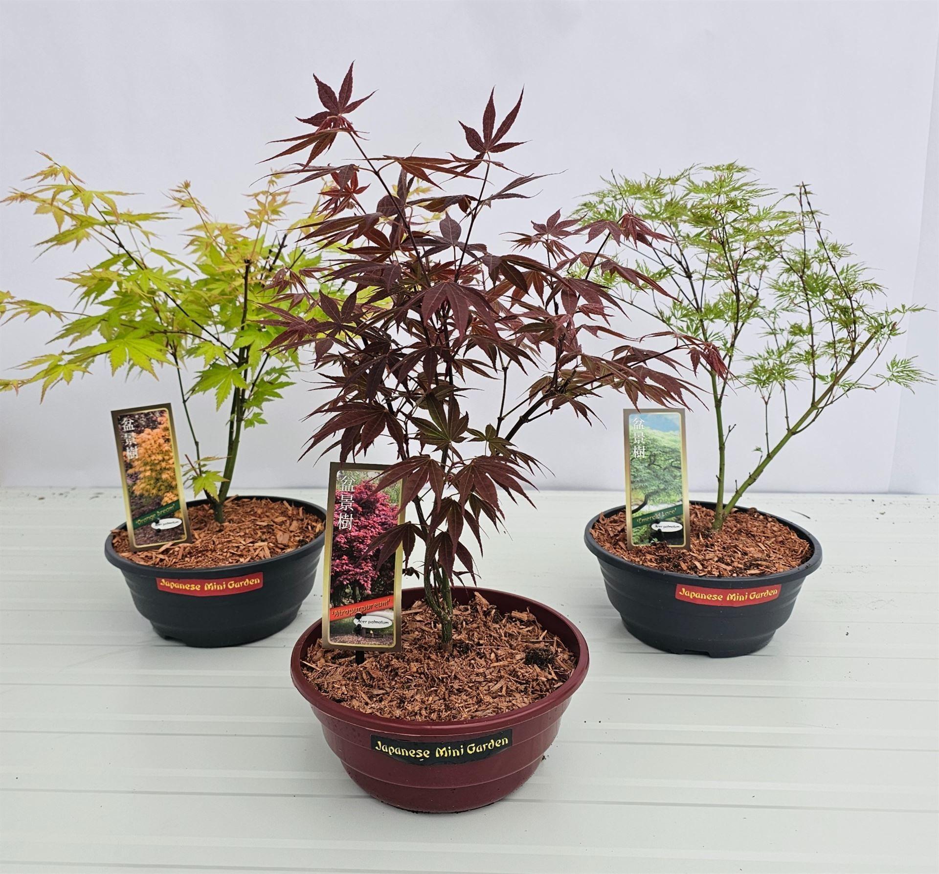 Горшечные цветы и растения оптом Acer Palmatum от 1шт из Голландии с доставкой по России