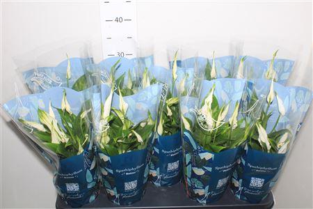 Горшечные цветы и растения оптом Spathiphyllum 13 Cm Bellini 8+ от 9шт из Голландии с доставкой по России