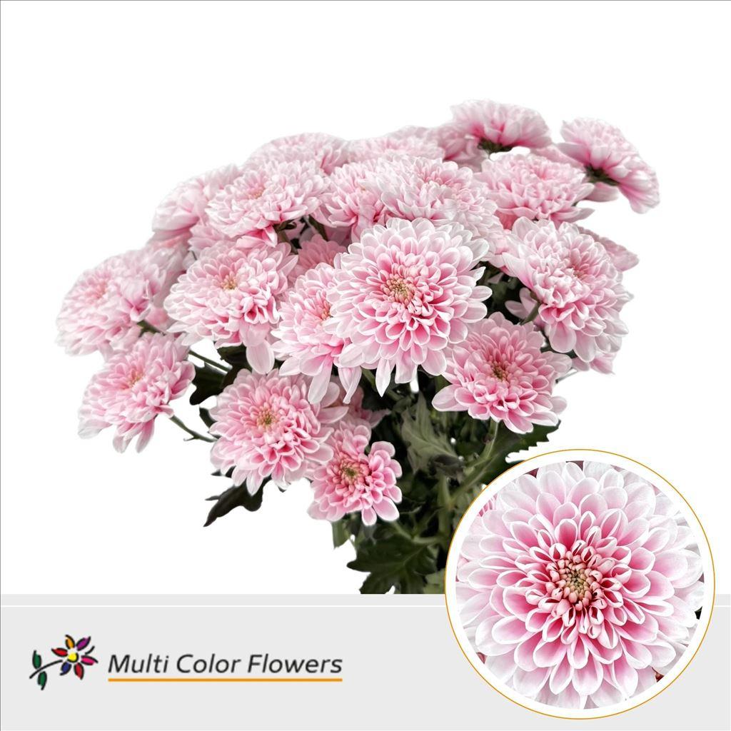 Срезанные цветы оптом Chrys sp paint altaj soft pink от 40шт из Голландии с доставкой по России