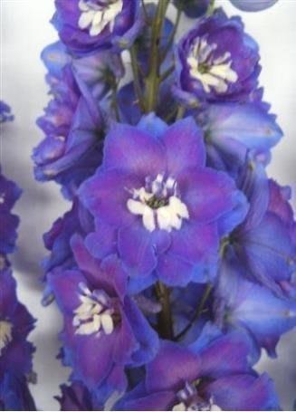Срезанные цветы оптом Delphinium el du blue light от 30шт из Голландии с доставкой по России