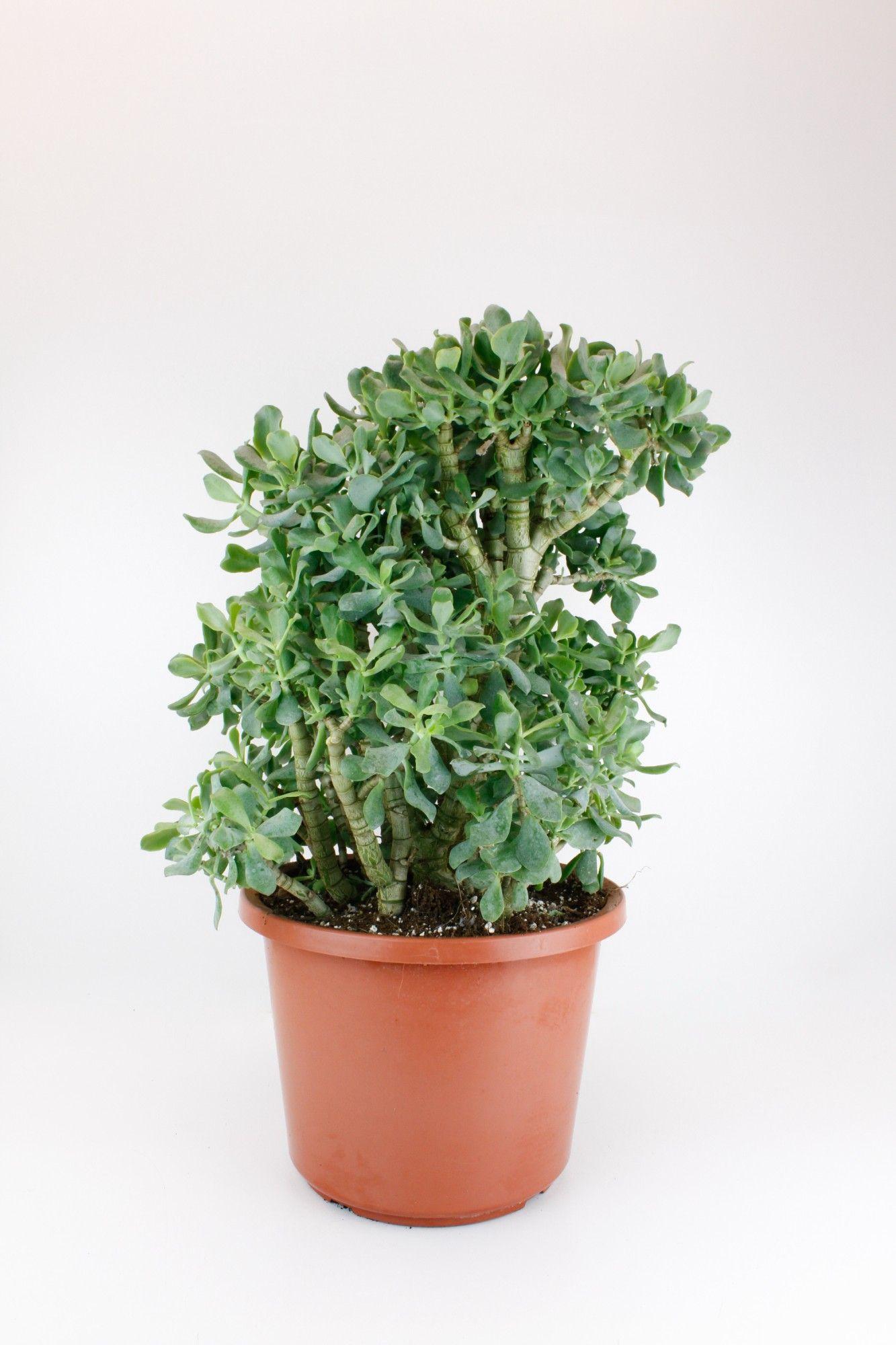 Горшечные цветы и растения оптом Crassula Cristaat от 1шт из Голландии с доставкой по России