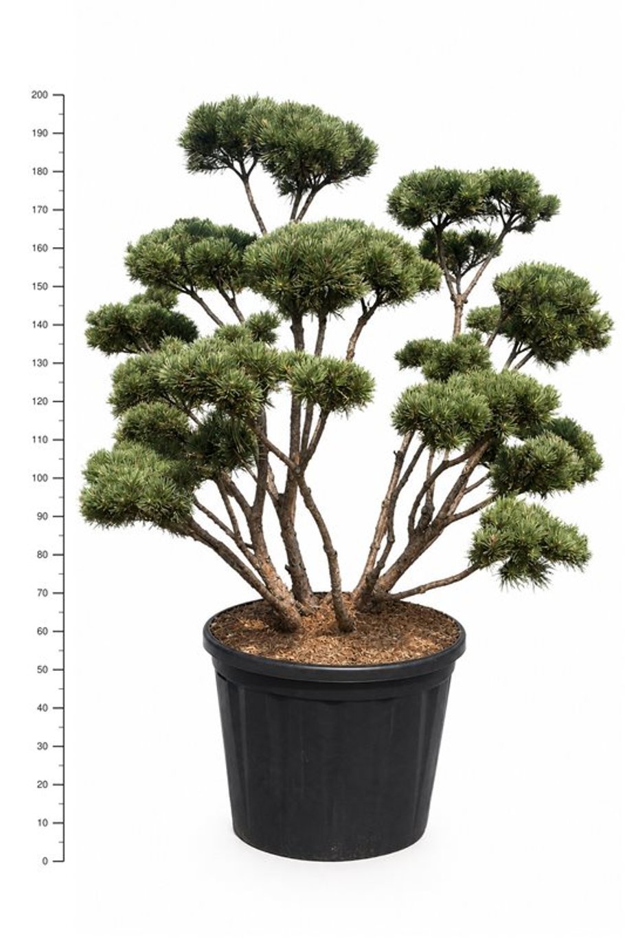 Горшечные цветы и растения оптом Pinus Sylv Watereri A от 1шт из Голландии с доставкой по России