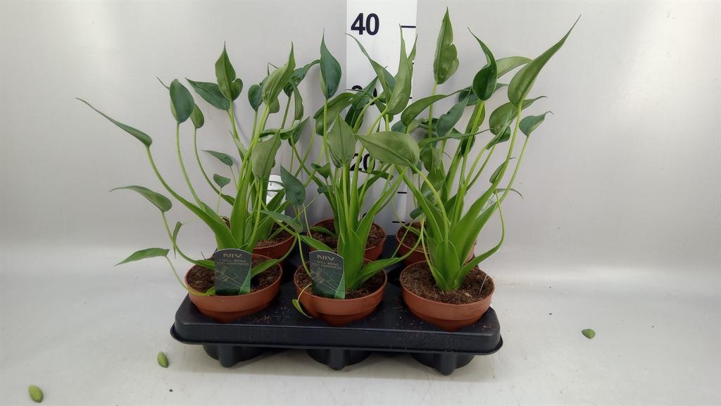 Горшечные цветы и растения оптом Alocasia tiny Dancers от 6шт (для телеги) из Голландии с доставкой по России