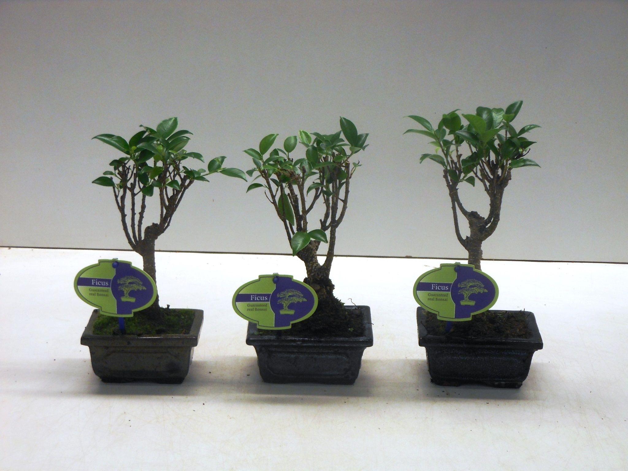 Горшечные цветы и растения оптом Bonsai Ficus Retusa, Without Driptray от 14шт из Голландии с доставкой по России