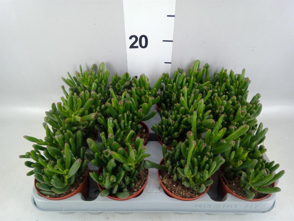Горшечные цветы и растения оптом Crassula Ovata gollum от 12шт (для телеги) из Голландии с доставкой по России