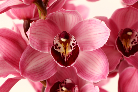 Срезанные цветы оптом Cymbidium pink hms lazise от 6шт из Голландии с доставкой по России