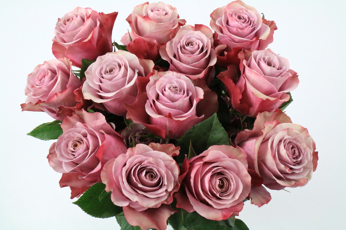 Срезанные цветы оптом Rosa ec purple moon от 40шт из Голландии с доставкой по России