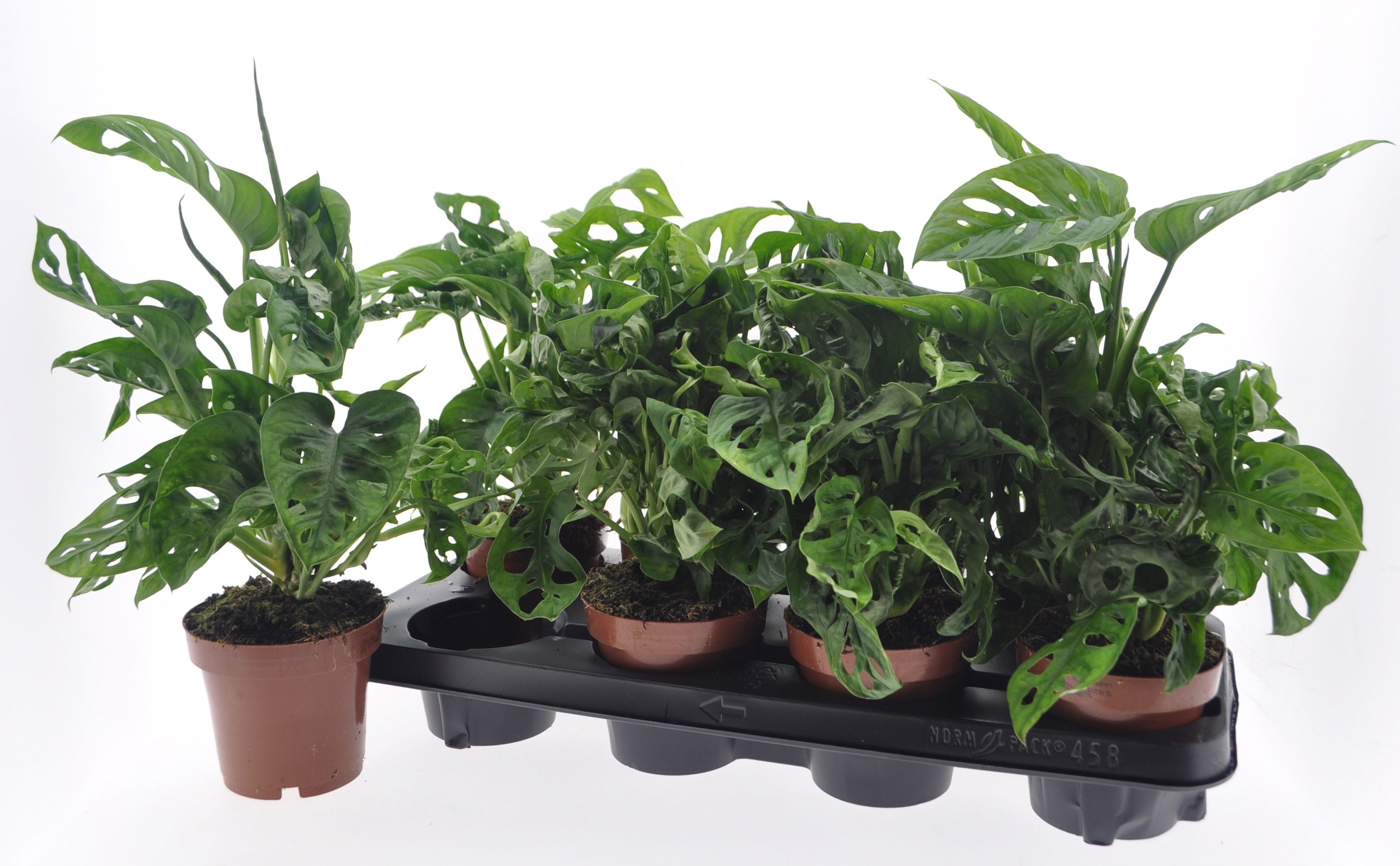 Горшечные цветы и растения оптом Monstera Adansonii от 8шт из Голландии с доставкой по России