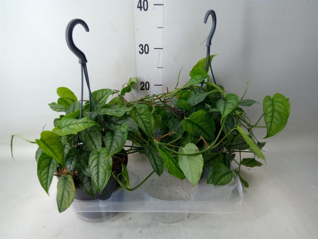 Горшечные цветы и растения оптом Monstera Siltepecana от 2шт из Голландии с доставкой по России