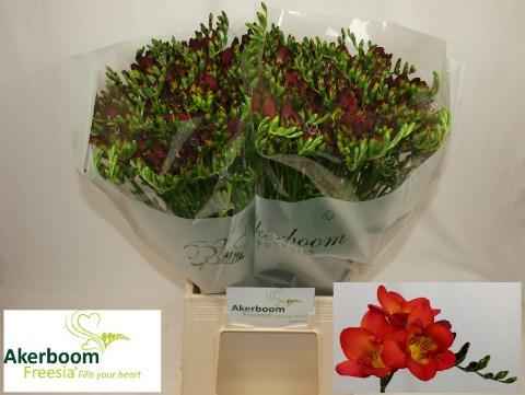 Срезанные цветы оптом Freesia si fireball от 100шт из Голландии с доставкой по России