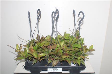 Горшечные цветы и растения оптом Hoya Sunrise Hangpotten от 6шт из Голландии с доставкой по России