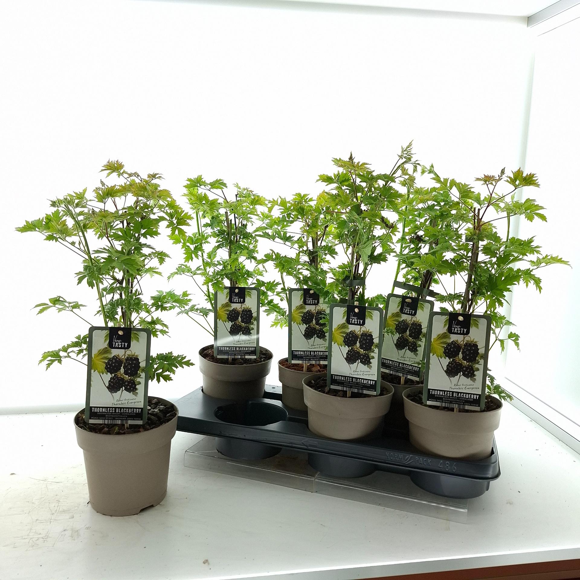 Горшечные цветы и растения оптом Rubus Thornless Ever от 6шт из Голландии с доставкой по России