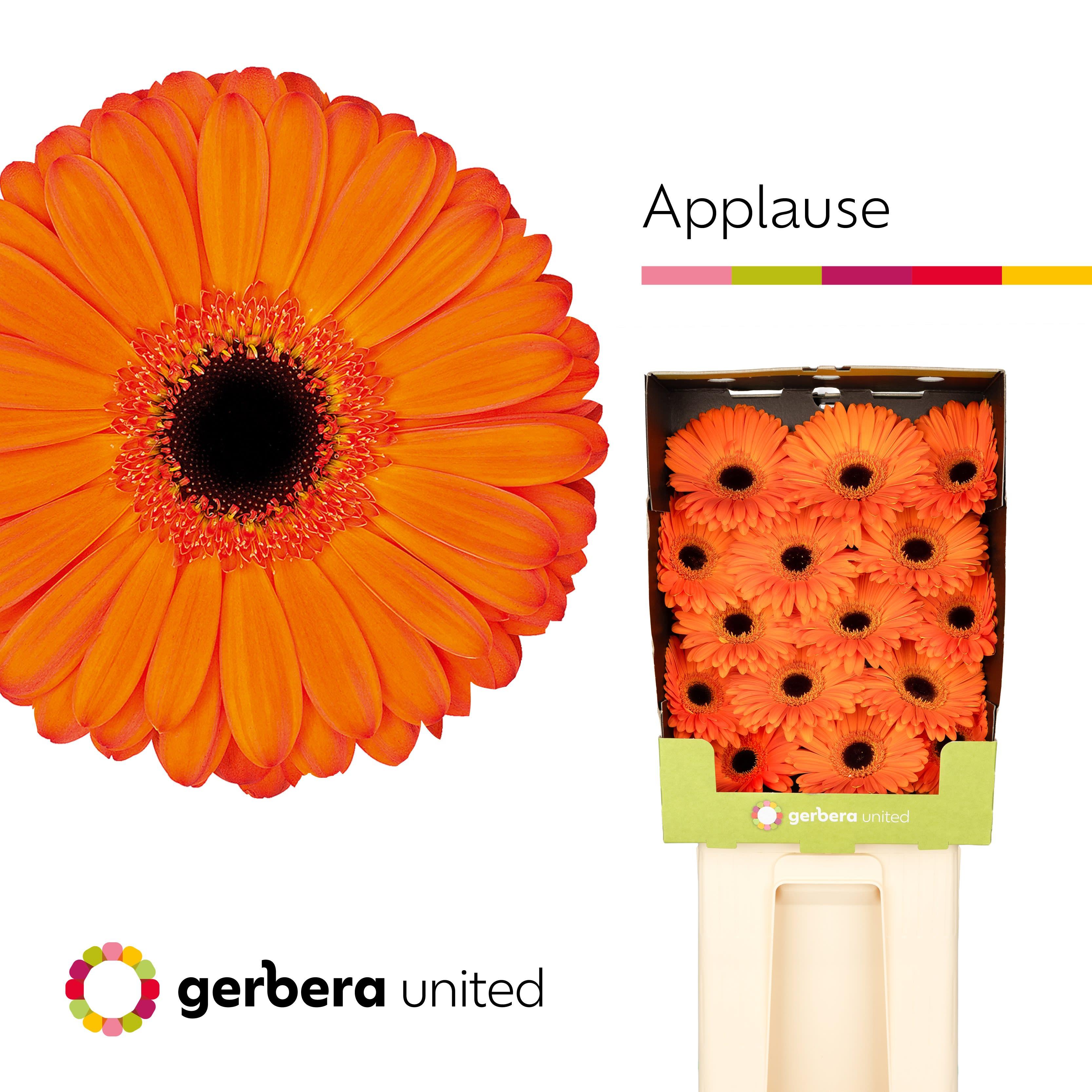 Срезанные цветы оптом Gerbera diamond applause A от 30шт из Голландии с доставкой по России