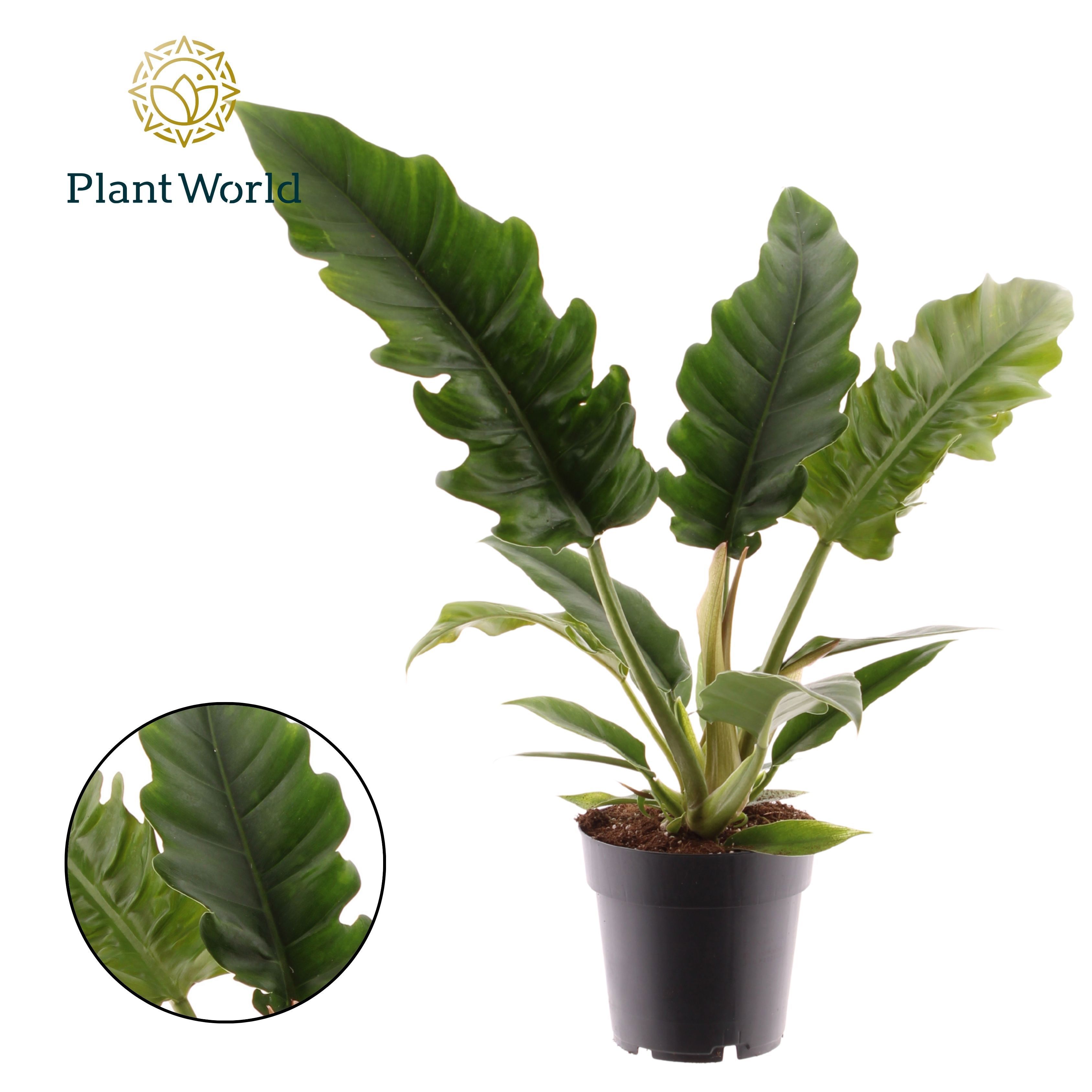 Горшечные цветы и растения оптом Philodendron Narrow Escape от 7шт из Голландии с доставкой по России
