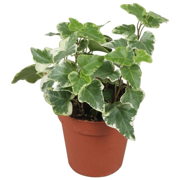 Горшечные цветы и растения оптом Hedera Helix Witbont от 18шт (для телеги) из Голландии с доставкой по России