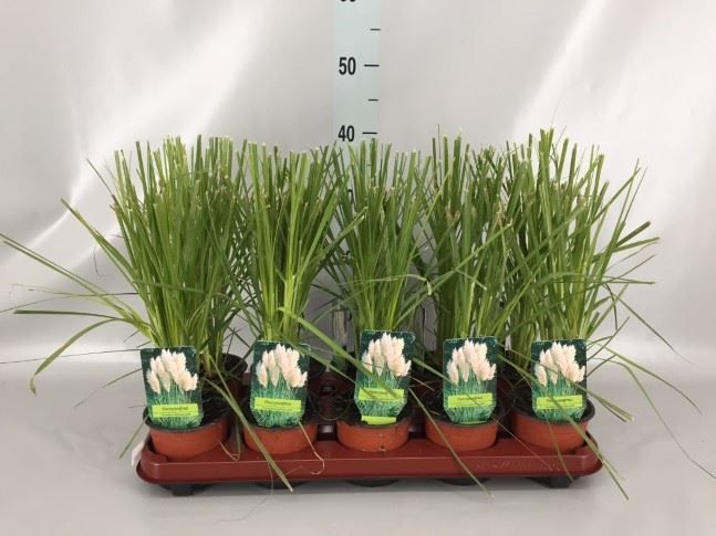 Горшечные цветы и растения оптом Cortaderia Sell. от 10шт из Голландии с доставкой по России