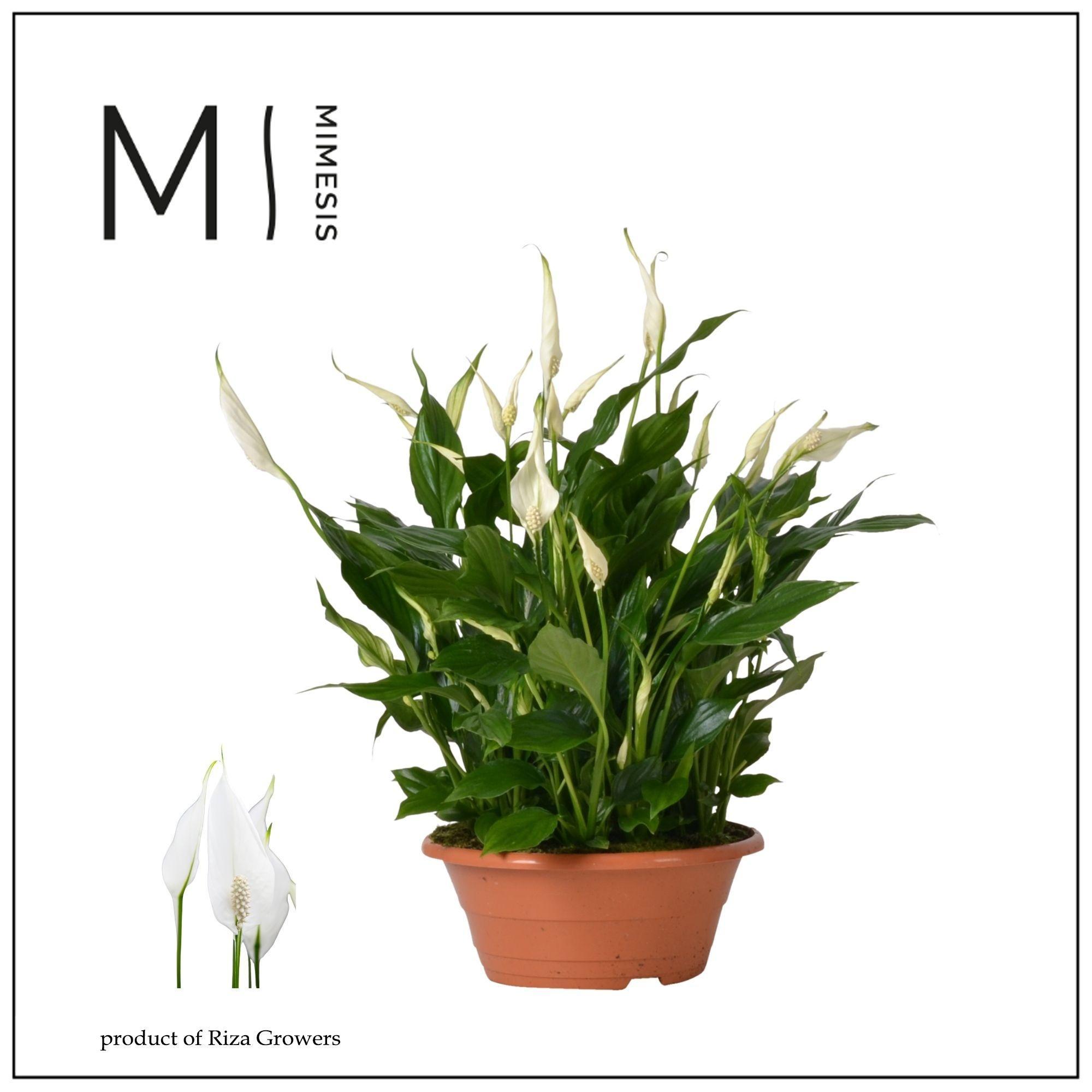 Горшечные цветы и растения оптом Spathiphyllum Bellini от 1шт из Голландии с доставкой по России