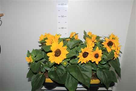 Горшечные цветы и растения оптом Heli Sunray Yellow Meerkop от 6шт из Голландии с доставкой по России