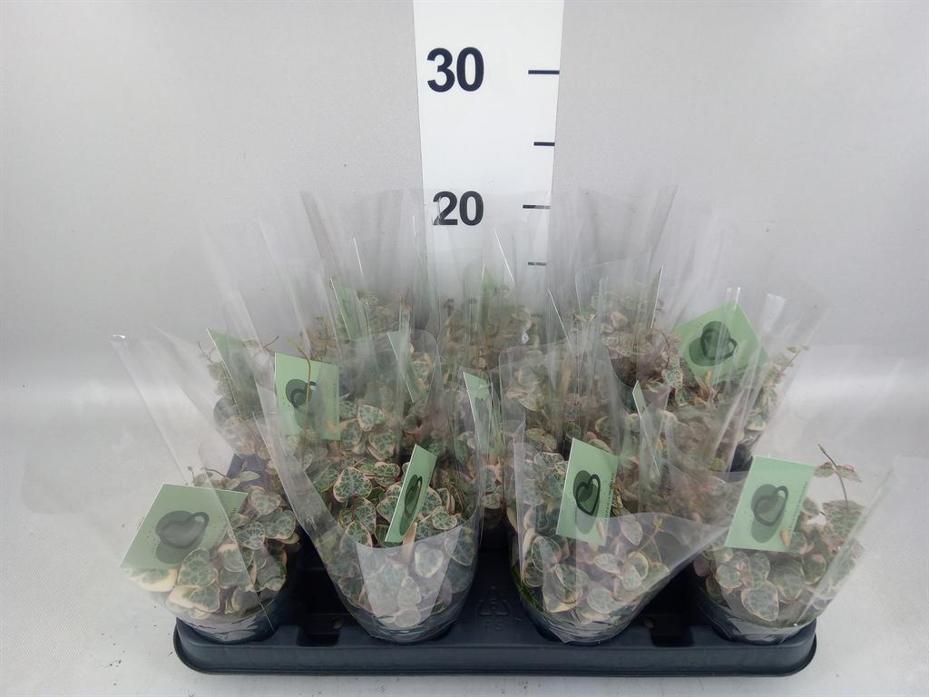 Горшечные цветы и растения оптом Ceropegia Woodii variegata от 14шт (для телеги) из Голландии с доставкой по России