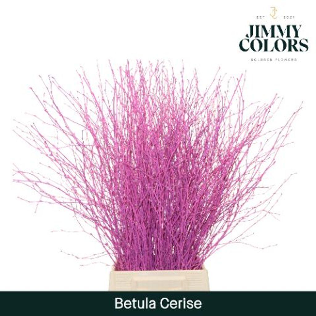 Срезанные цветы оптом Betula paint cerise от 10шт из Голландии с доставкой по России