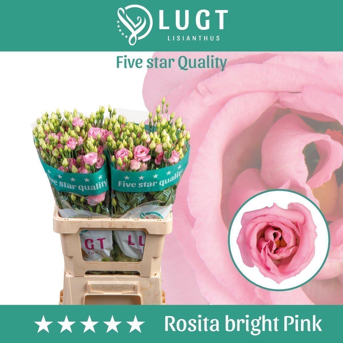 Срезанные цветы оптом Lisianthus do rosita bright pink от 20шт из Голландии с доставкой по России