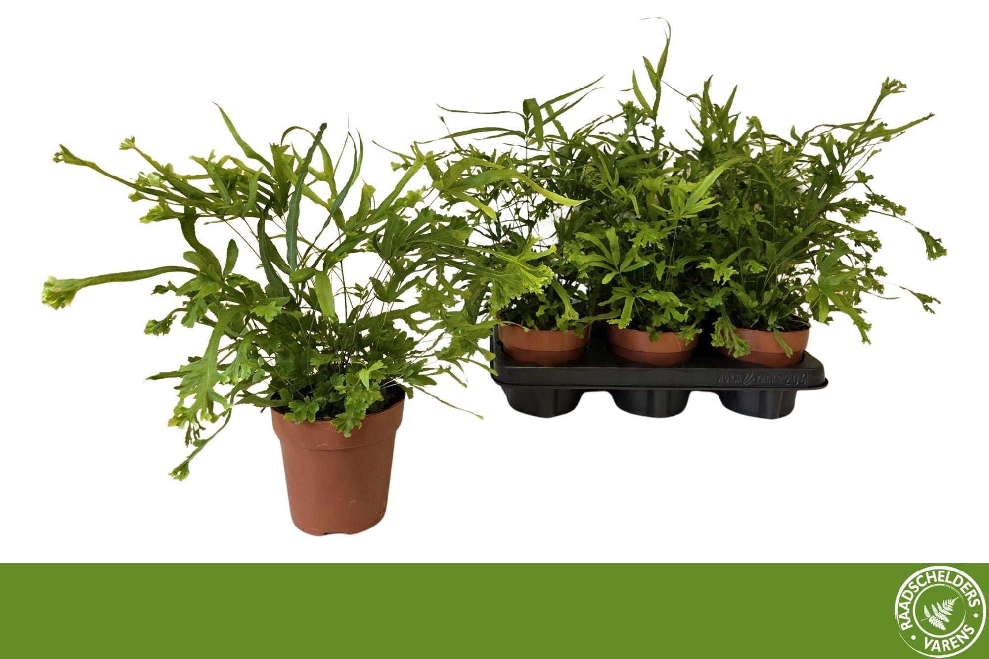 Горшечные цветы и растения оптом Pteris Roeweri от 6шт из Голландии с доставкой по России