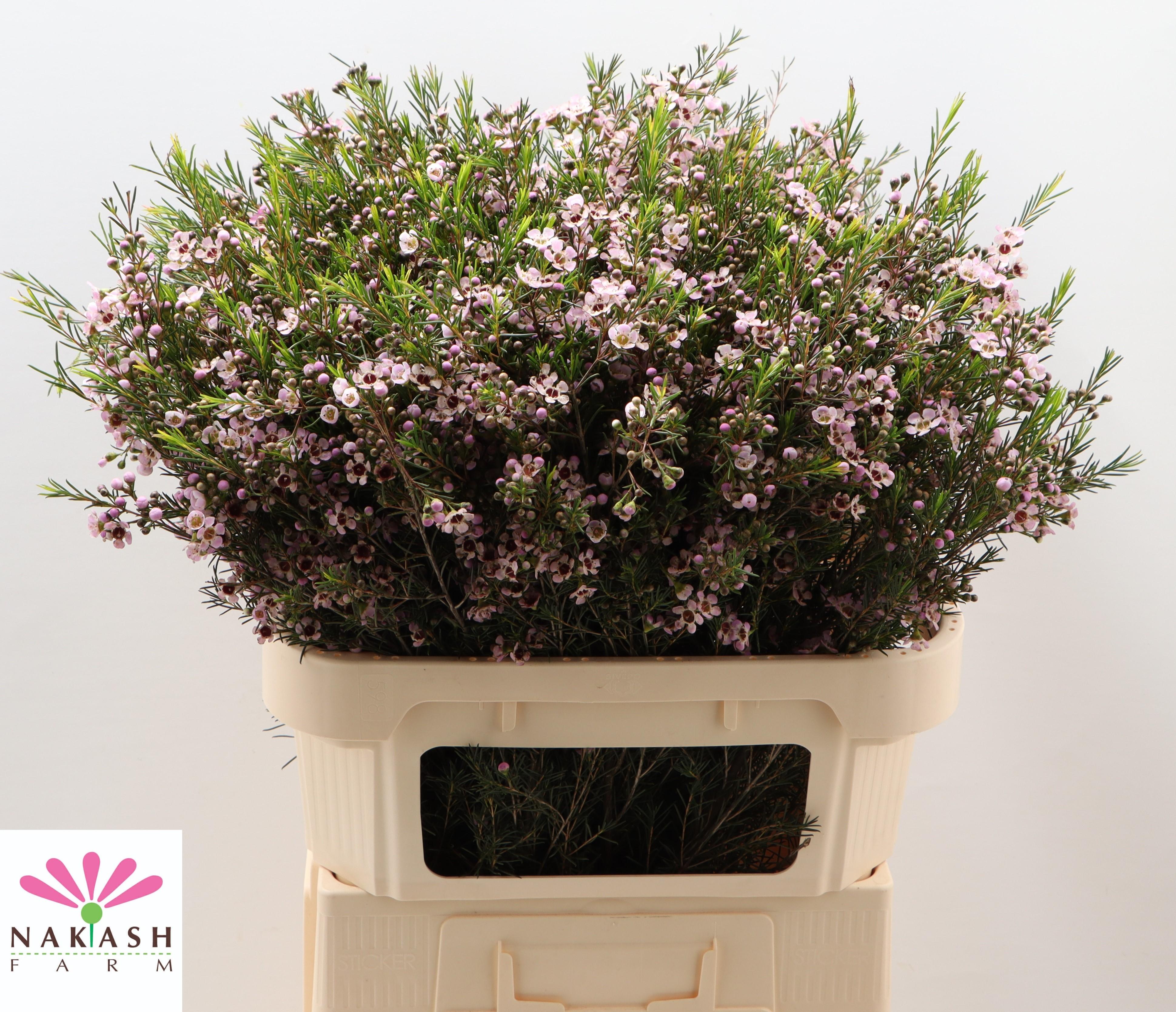 Срезанные цветы оптом Chamelaucium early nir от 50шт из Голландии с доставкой по России