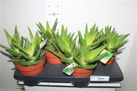 Горшечные цветы и растения оптом Aloe Perfoliata P17 от 4шт из Голландии с доставкой по России