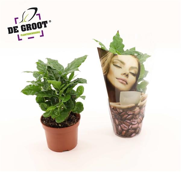Горшечные цветы и растения оптом Coffea Arabica In Deco Sleeve от 10шт из Голландии с доставкой по России