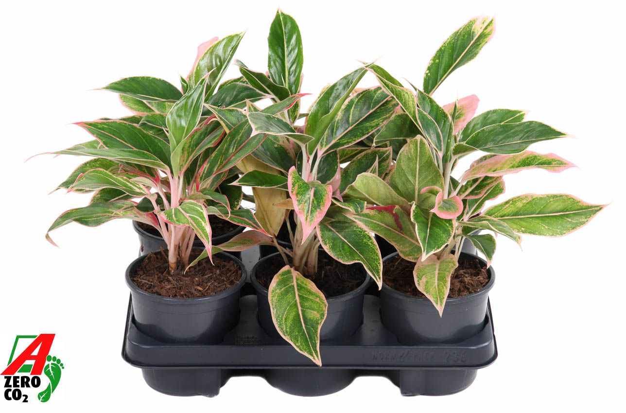 Горшечные цветы и растения оптом Aglaonema Siam Pink от 6шт из Голландии с доставкой по России