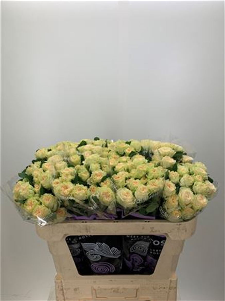 Срезанные цветы оптом Rosa spray summerrose от 90шт из Голландии с доставкой по России