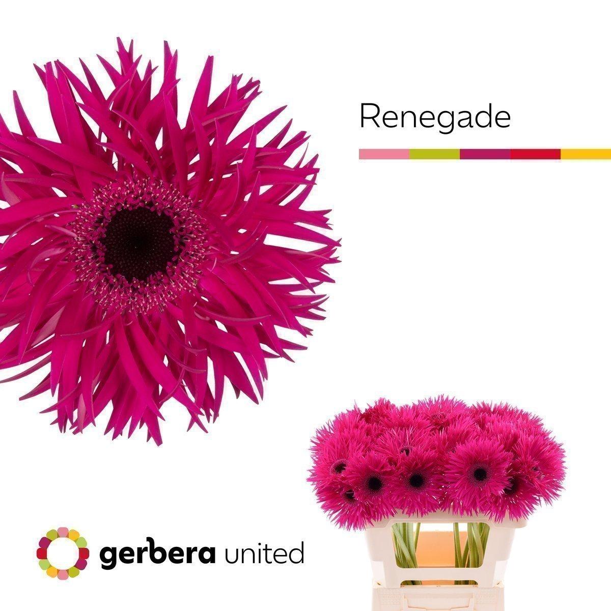 Срезанные цветы оптом Gerbera gerspider renegade от 50шт. из Голландии с доставкой по России