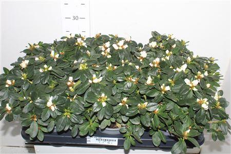 Горшечные цветы и растения оптом Rhodo Si Witte Vogel от 6шт из Голландии с доставкой по России