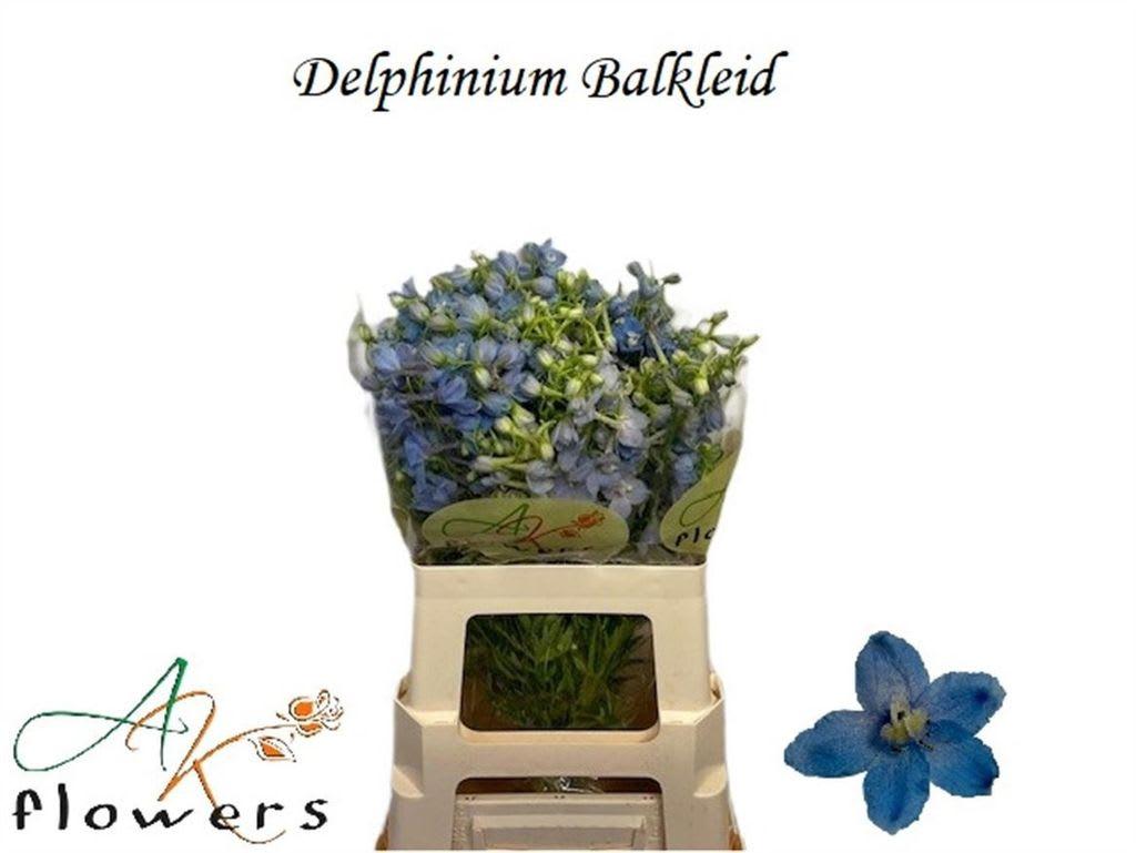 Срезанные цветы оптом Delphinium si bel ballkleid от 50шт из Голландии с доставкой по России